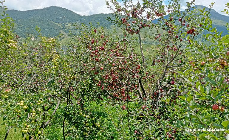 हिमालतर्फ उक्लँदै स्याउ, पग्लिन थाल्यो माटो