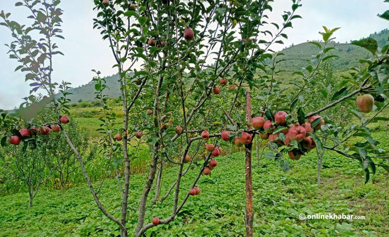 स्याउ किसानले पाए क्षतिपूर्ति