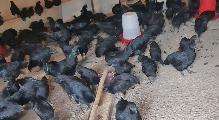 राजनीतिसँगै रोजगारी : कडकनाथ कुखुरा पालेर मनग्य आम्दानी