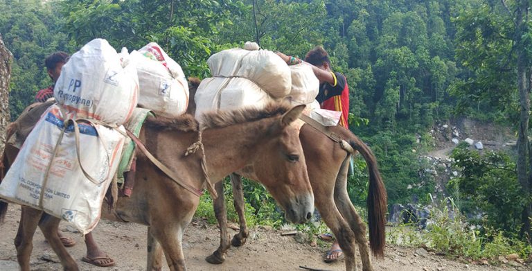 ताप्लेजुङको दुर्गम क्षेत्रमा दशैंका लागि पशुमार्फत खाद्यान्न ढुवानी