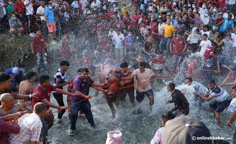 भक्तपुरमा आज खःमेय् (राँगो दौडाउने) जात्रा मनाइँदै