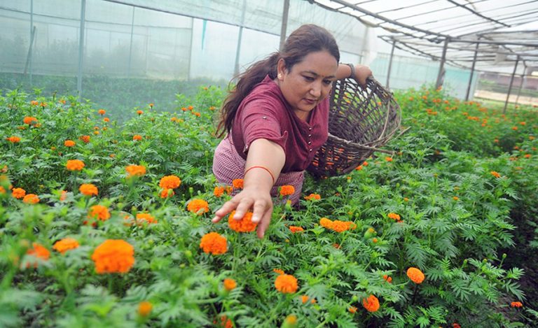 तिहार नजिकिएसँगै माला उन्न व्यस्त वनमाला टोलका बासिन्दा