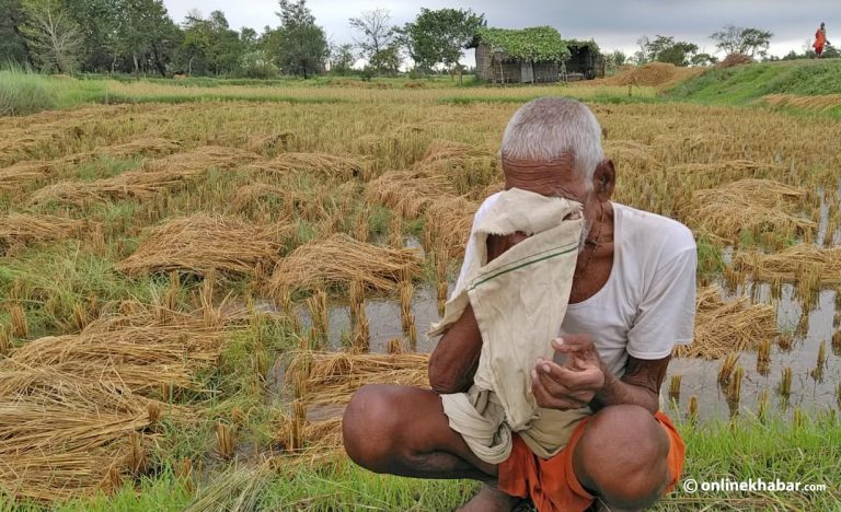 धानमा ठूलो क्षति भोगेका किसानले पाएनन् भारी वर्षाको सूचना