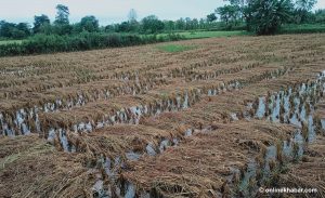 महोत्तरीका ९ पालिकामा मात्रै २००० हेक्टर धानबाली नष्ट