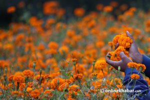 बाहिरी जिल्ला पुग्न थाल्यो गैँडाकोटको सयपत्री फूल