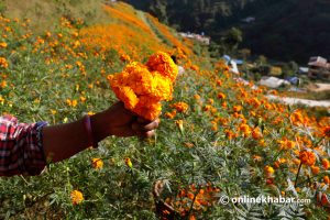बाँकेमा फस्टाउँदै व्यावसायिक फूलखेती