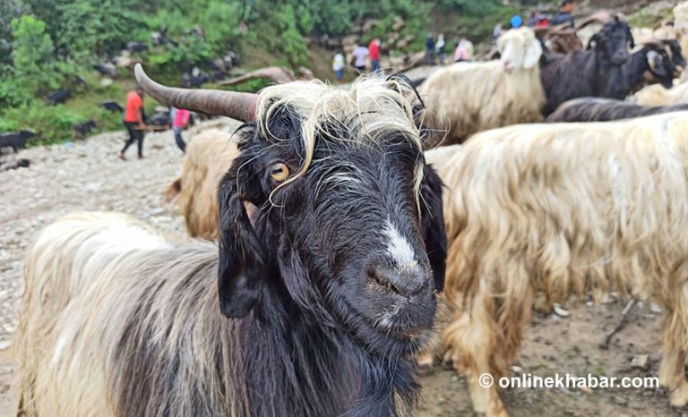 नाका नखुल्दा तिब्बतको च्याङ्ग्रा भित्रिन सकेन