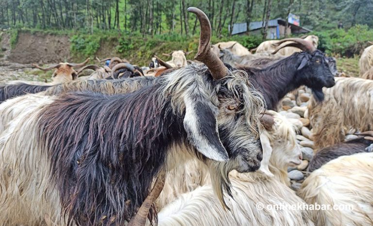 पोखरामा एउटै च्याङ्ग्राको मूल्य ४५ हजार