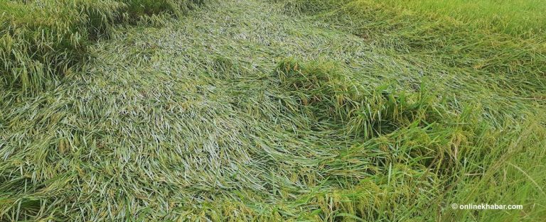 बेमौसमी वर्षाले ढलायो धान, दाना नलाग्ने चिन्ता