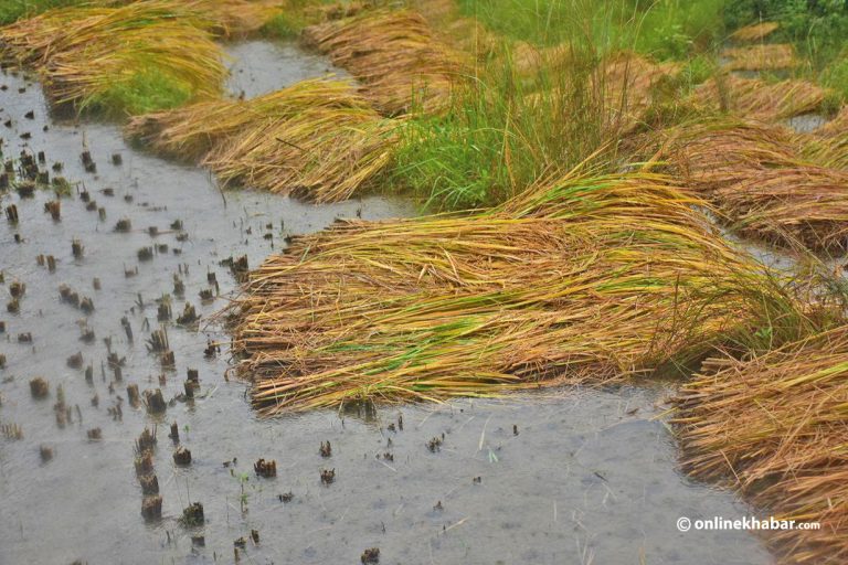 बेमौसमी वर्षाले गुल्मीमा ५ करोडको धानबाली नष्ट