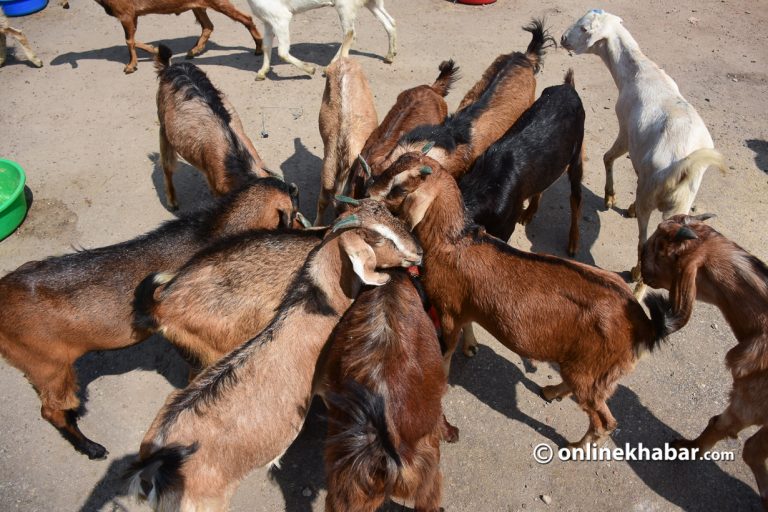 दसैँका लागि तनहुँमा तीन करोडको खसीबोका बिक्री   