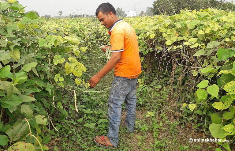 जलवायु परिवर्तनको असर किसानको खेतबारीमा