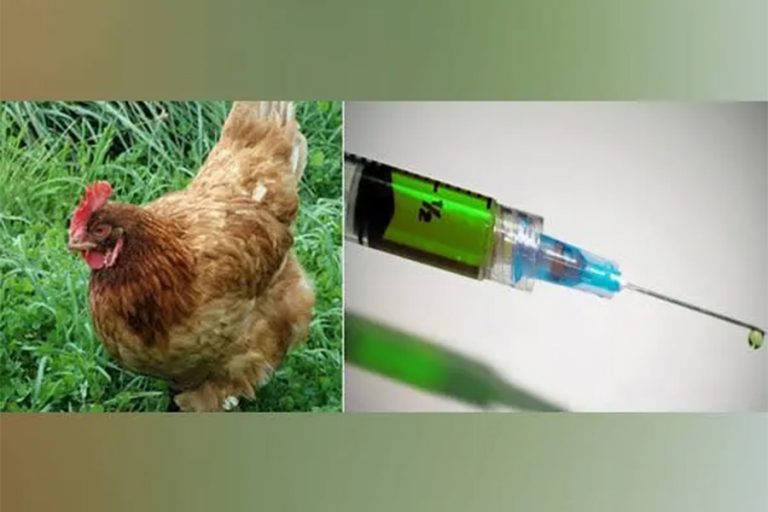 बच्चालाई कुखुराको रगतको सुइ ! किन यसो गर्दैछन् चिनियाँहरू ?