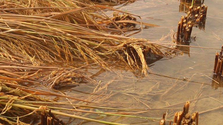 वर्षाले क्षति पुर्‍याएका किसानलाई राहत वितरणमा सहजीकरण गर्न स्थानीय तहलाई परिपत्र