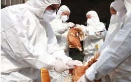 बर्ड फ्लूको जोखिम देखिएपछि भारतीय सीमामा उच्च सर्तकता   