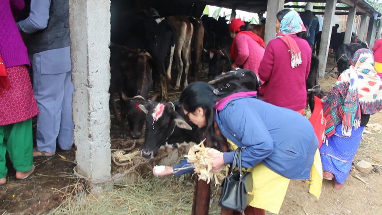 गुल्मीको गौशालामा सामूहिक गाई पूजा