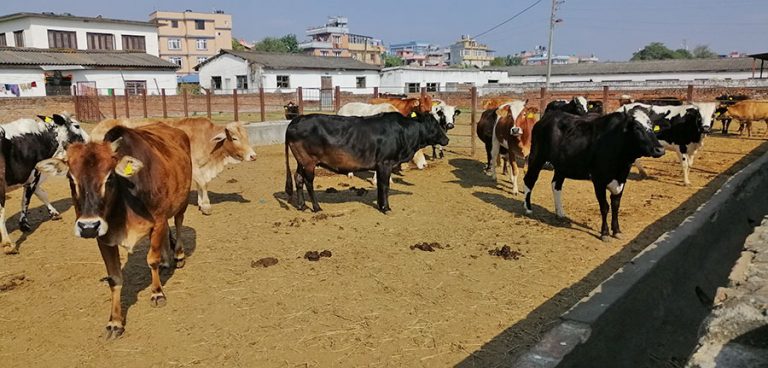 दुई वर्षभित्र खोरेत रोग उन्मूलन घोषणा