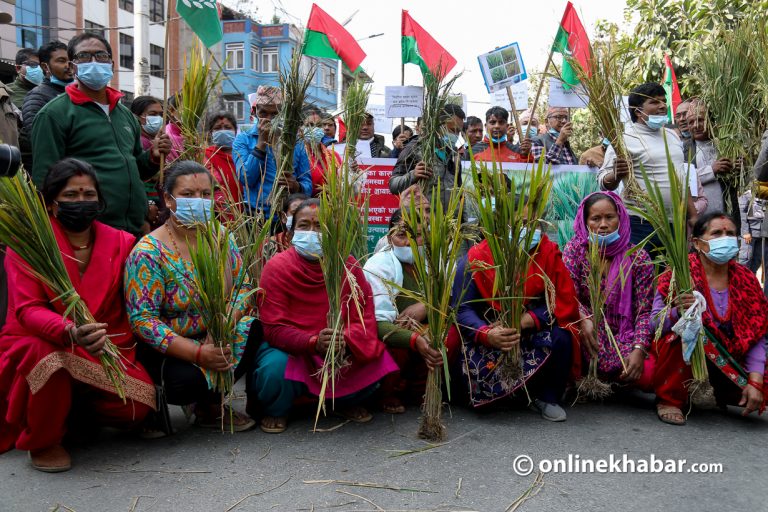 धानमा बाला नलागेपछि माइतीघरमा किसानको प्रदर्शन