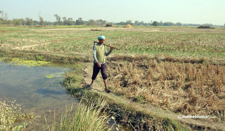 सरकारी अनुदानमा ९३ प्रतिशत किसान पहुँच बाहिरै