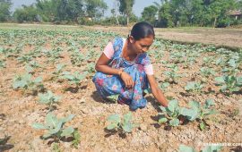 पौरखी थारु महिला : गृहस्थी र खेतीकिसानी सँगसँगै