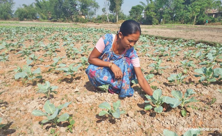 पौरखी थारु महिला : गृहस्थी र खेतीकिसानी सँगसँगै