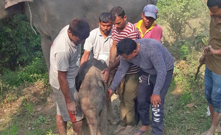 जन्मिएको २२ दिनपछि मर्‍यो ‘रामसारगज’