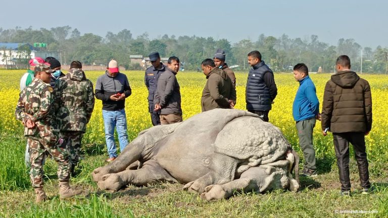 चितवनमा करेन्ट लगाएर गैंडा मारिएको पुष्टि