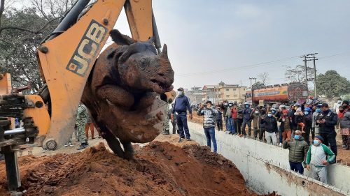 ‘क्रसिङ’ नराखिंदा वन्यजन्तुका लागि पासो बन्दैछन् विकासे पूर्वाधार