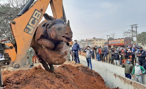 गैंडा मृत्यु प्रकरण : न सार्वजनिक भयो छानबिन प्रतिवेदन, न पक्राउ परे ठेकेदार