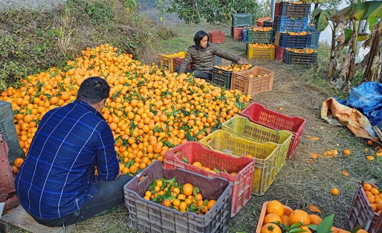 एउटै वडाबाट १४ करोड रूपैयाँको सुन्तला बिक्री