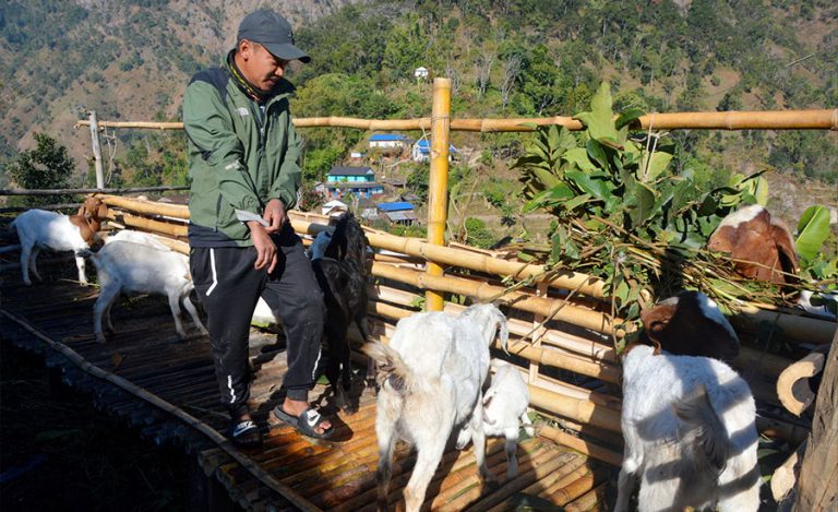 १० वर्षपछि घर फर्केर व्यावसायिक बाख्रापालन 