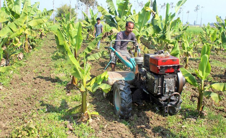 केराखेतीबाट मनग्य कमाउँदै कञ्चनपुरका किसान