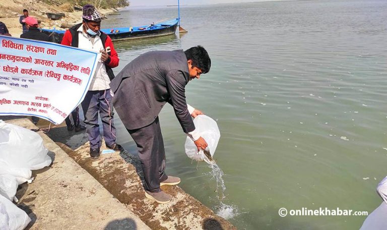 सप्तकोशी नदीमा माछाका ३० हजार भुरा छाडियो