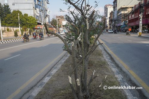आन्दोलनकारीको घानमा फुटपाथ र बोटबिरुवा