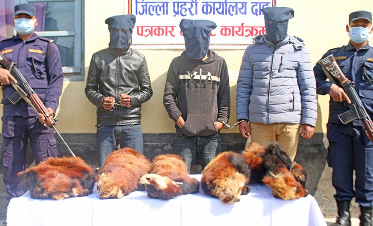 दाङमा रेडपान्डाकाे छालासहित ३ जना पक्राउ
