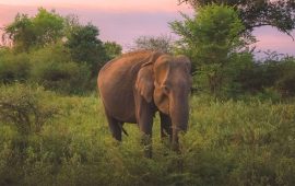 सुनसरीमा जंगली हात्तीको आक्रमणबाट दुई जना घाइते