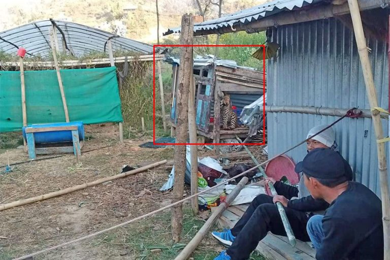 चन्द्रागिरिमा कुखुराको खोरमा भेटियो चितुवा
