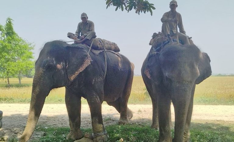 बिक्री गर्न भारततर्फ लगिएको हात्तीसहित ३ जना पक्राउ
