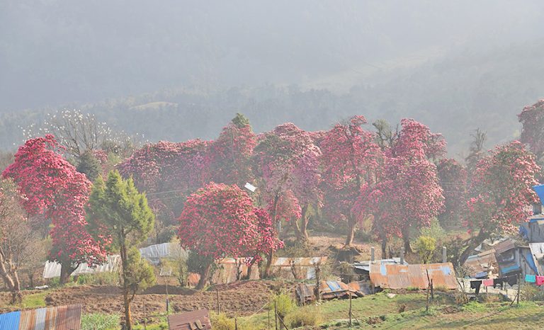 समय अगावै फुल्दै लालीगुराँस, लोप हुँदै पैयुँ