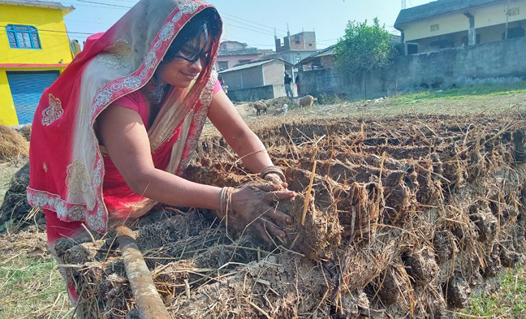 इन्धनका लागि ‘गुइँठा’ जोहो गर्दै महोत्तरीका गृहिणी