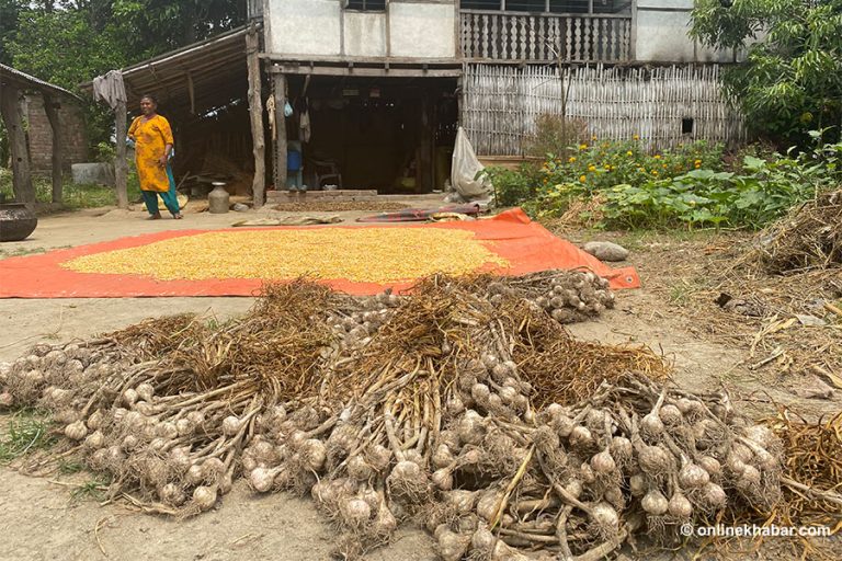 बढ्यो लसुनको भाउ