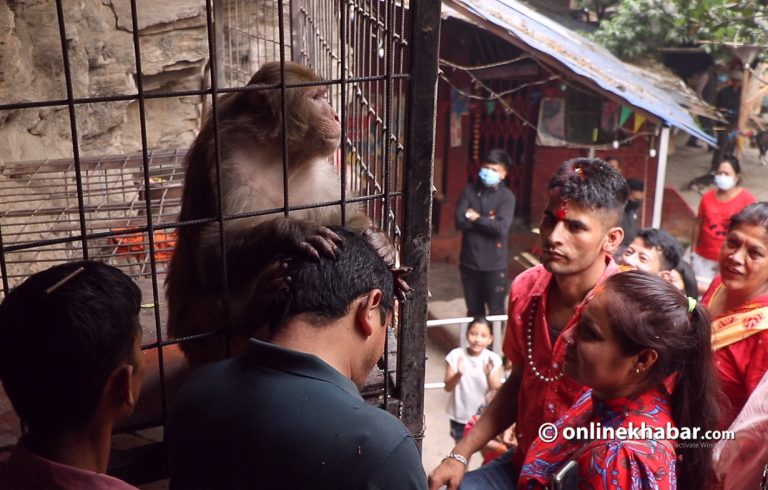 अन्धविश्वासको अवशेष : भाइरल बाँदरसँग ‘आशीर्वाद’ लिनेको घुँइचो