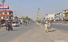 धवलशमशेरले मैदान छोडेपछि नेपालगञ्जले खोजेको विकल्प