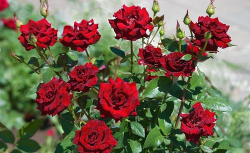 ‘भ्यालेन्टाइन डे’को पूर्वसन्ध्यामा विदेशबाट गुलाबको फूल ल्याउन रोक