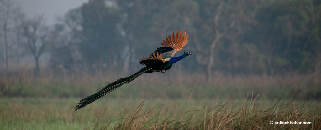 पशुपक्षीको एउटा साम्राज्य शुक्लाफाँटा (फोटो फिचर)