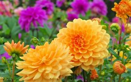 लाहुरे फूल : कस्तो मलमाटोमा राम्ररी फुल्छ ?