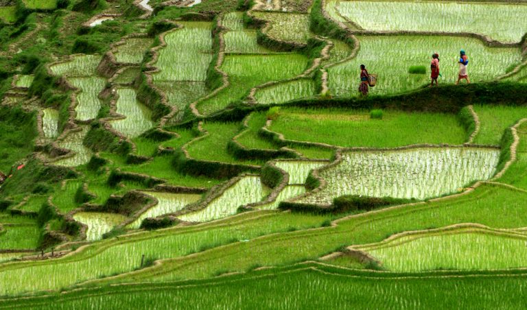 नेपालको कृषि र सत्ताको नीतिगत द्वैधता