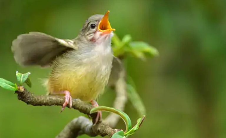 ध्वनि प्रदूषणको असरले पशुपक्षीको आवाज चर्को हुँदैछ ?