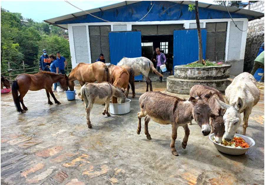 विश्व गधा दिवस मनाइँदै, लोप हुने अवस्थामा गधा