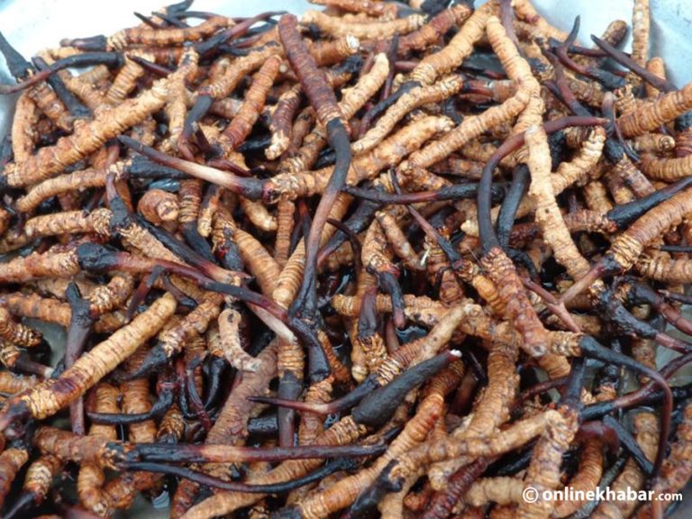 यार्सागुम्बा कति स्वास्थ्यबर्द्धक ?